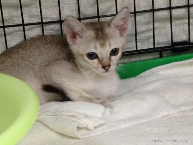 ID:1508-00172の子猫