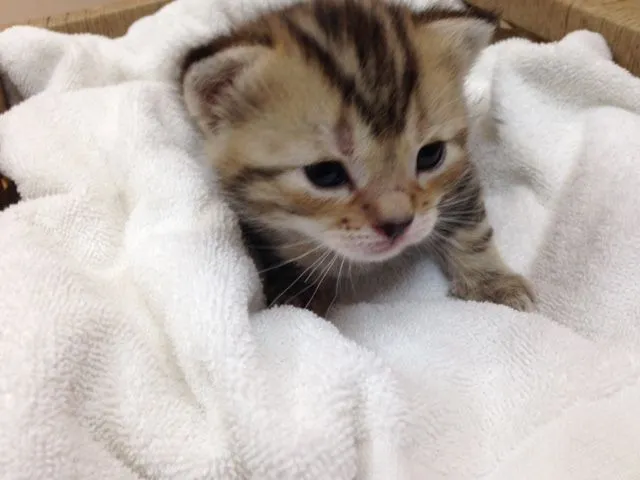 ID:1505-00356の子猫