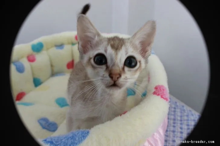 ID：1701-00111の子猫