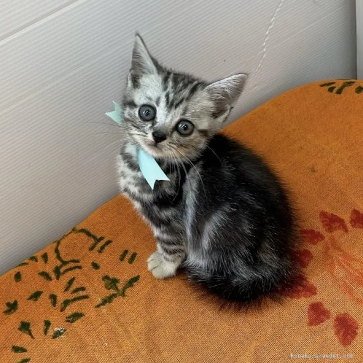 ID：2310-01112の子猫