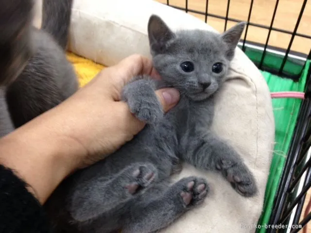 ID：1510-00675の子猫