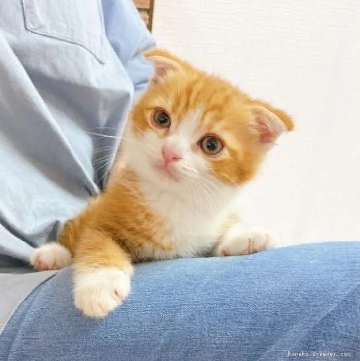 ID：2207-00522の子猫