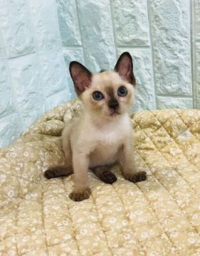 トンキニーズ【静岡県・女の子・2018年5月22日・チョコレートポイント（ビロードのよう。）】の写真「サマーセールプリプリのボディに遊び好きなお目目が●」