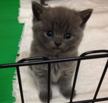ブリティッシュショートヘア【静岡県・男の子・2015年7月5日・ブルー】の写真「イケメン子猫です」