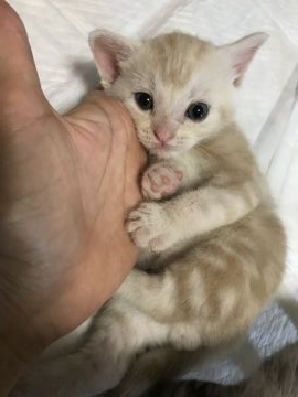 アメリカンショートヘア【静岡県・男の子・2019年7月5日・カメオタビー】の写真「とにかくふんわりフワフワな性格の男の子」