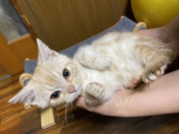 アメリカンショートヘア【静岡県・男の子・2020年11月10日・カメオタビー】の写真「希少価値のあるカラーカメオタビー」