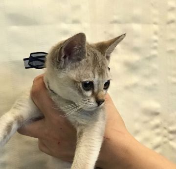 シンガプーラ【静岡県・男の子・2017年8月16日・セピアアグーティ】の写真「大きいお目目が溢れそうな男の子」
