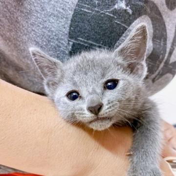 ロシアンブルー【静岡県・女の子・2022年5月20日・ブルー（サラサラふんわり）】の写真「ロシアンさんには珍しいおっとりさんです」