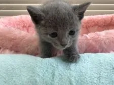 ロシアンブルー【静岡県・女の子・2017年8月29日・ブルー】の写真1