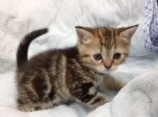 アメリカンショートヘア【静岡県・女の子・2014年12月14日・ブラウンタビー】の写真1