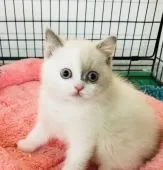ブリティッシュショートヘア【静岡県・女の子・2018年4月5日・ブルートーティアンドホワイト】の写真1「5月29日撮影」
