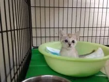 シンガプーラ【静岡県・男の子・2015年8月19日・セピアグーティ】の写真1