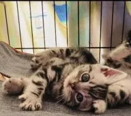 アメリカンショートヘア【静岡県・女の子・2020年10月4日・シルバータビー】の写真1「フンワリねむねむな昼下がり。」