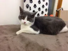 ブリティッシュショートヘア【静岡県・男の子・2016年5月7日・ブルー&ホワイト】の写真1