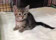 アメリカンショートヘア【静岡県・女の子・2015年10月5日・ブラウンパッチドタビー】の写真1