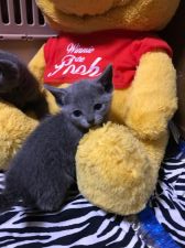 ロシアンブルー