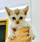 シンガプーラ【静岡県・女の子・2017年8月13日・セピアグーティー】の写真1