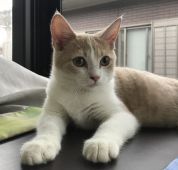 スコティッシュストレート