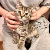 スコティッシュストレート