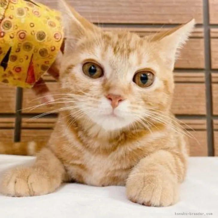 ID:2212-00565の子猫