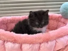 マンチカン【静岡県・女の子・2017年8月14日・ブラック&ホワイト】の写真2