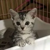 アメリカンショートヘア【静岡県・女の子・2019年4月1日・シルバータビー】の写真2