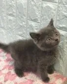 マンチカン(長足)【静岡県・女の子・2018年7月8日・ブルー】の写真2