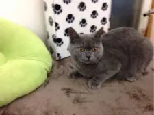 ブリティッシュショートヘア【静岡県・男の子・2016年5月7日・ブルー】の写真2