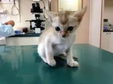 シンガプーラ【静岡県・男の子・2015年8月19日・セピアグーティ】の写真2「10/1 ワクチン接種しました」