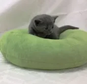 ロシアンブルー【静岡県・男の子・2016年1月30日・ブルー】の写真2「クッションから降りれるかな」