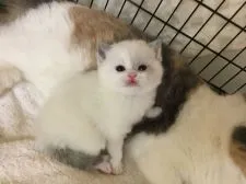 ブリティッシュショートヘア【静岡県・女の子・2018年4月5日・ブルートーティアンドホワイト】の写真2「まだまだ小さい頃」