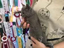 ロシアンブルー【静岡県・女の子・2017年8月29日・ブルー】の写真2「横顔も素敵💖」