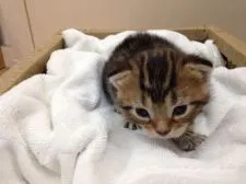 アメリカンショートヘア【静岡県・男の子・2015年4月24日・ブラウンタビー】の写真2