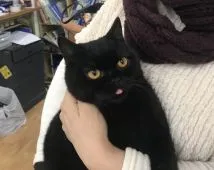 ブリティッシュショートヘア【静岡県・男の子・2018年7月25日・ブラック】の写真2「おっとベロしまい忘れた！」