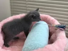 ロシアンブルー【静岡県・女の子・2017年8月29日・ブルー】の写真2