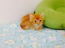 マンチカン【静岡県・男の子・2016年7月20日・レッドタビーロング】の写真2