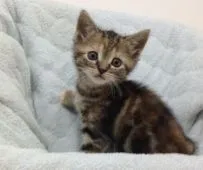 アメリカンショートヘア【静岡県・女の子・2014年12月9日・ブラウンタビー】の写真2