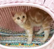 アメリカンショートヘア【静岡県・女の子・2017年7月1日・カメオタビー】の写真3