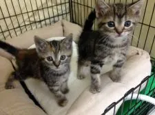 アメリカンショートヘア【静岡県・女の子・2014年12月9日・ブラウンタビー】の写真3