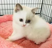 ブリティッシュショートヘア【静岡県・女の子・2018年4月5日・ブルートーティアンドホワイト】の写真3「5月29日撮影 こんなに美人になりました。」