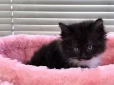 マンチカン【静岡県・女の子・2017年8月14日・ブラック&ホワイト】の写真3