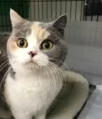 ブリティッシュショートヘア【静岡県・男の子・2018年2月21日・ブルーポイント】の写真3「ママも美人さんです。」