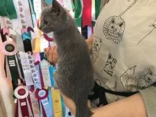 ロシアンブルー【静岡県・女の子・2017年8月29日・ブルー】の写真3「後ろ姿どうですか？」