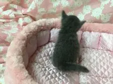 ロシアンブルー【静岡県・男の子・2018年3月12日・ブルー】の写真3