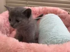 ロシアンブルー【静岡県・女の子・2017年8月29日・ブルー】の写真3