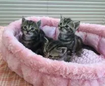 アメリカンショートヘア【静岡県・男の子・2017年9月28日・ブラウンタビー】の写真3「左側の子」