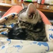 アメリカンショートヘア【静岡県・女の子・2020年5月5日・シルバーパッチドタビー】の写真3