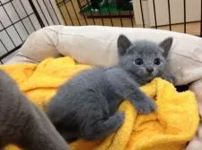 ロシアンブルー【静岡県・女の子・2015年9月25日・ブルー】の写真3