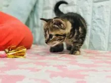 アメリカンショートヘア【静岡県・女の子・2018年8月1日・ブラウンパッチドタビー】の写真3