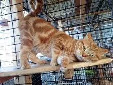 アメリカンショートヘア【静岡県・女の子・2015年10月5日・ブラウンパッチドタビー】の写真4「お父さん」